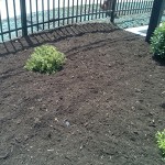 new-plantings